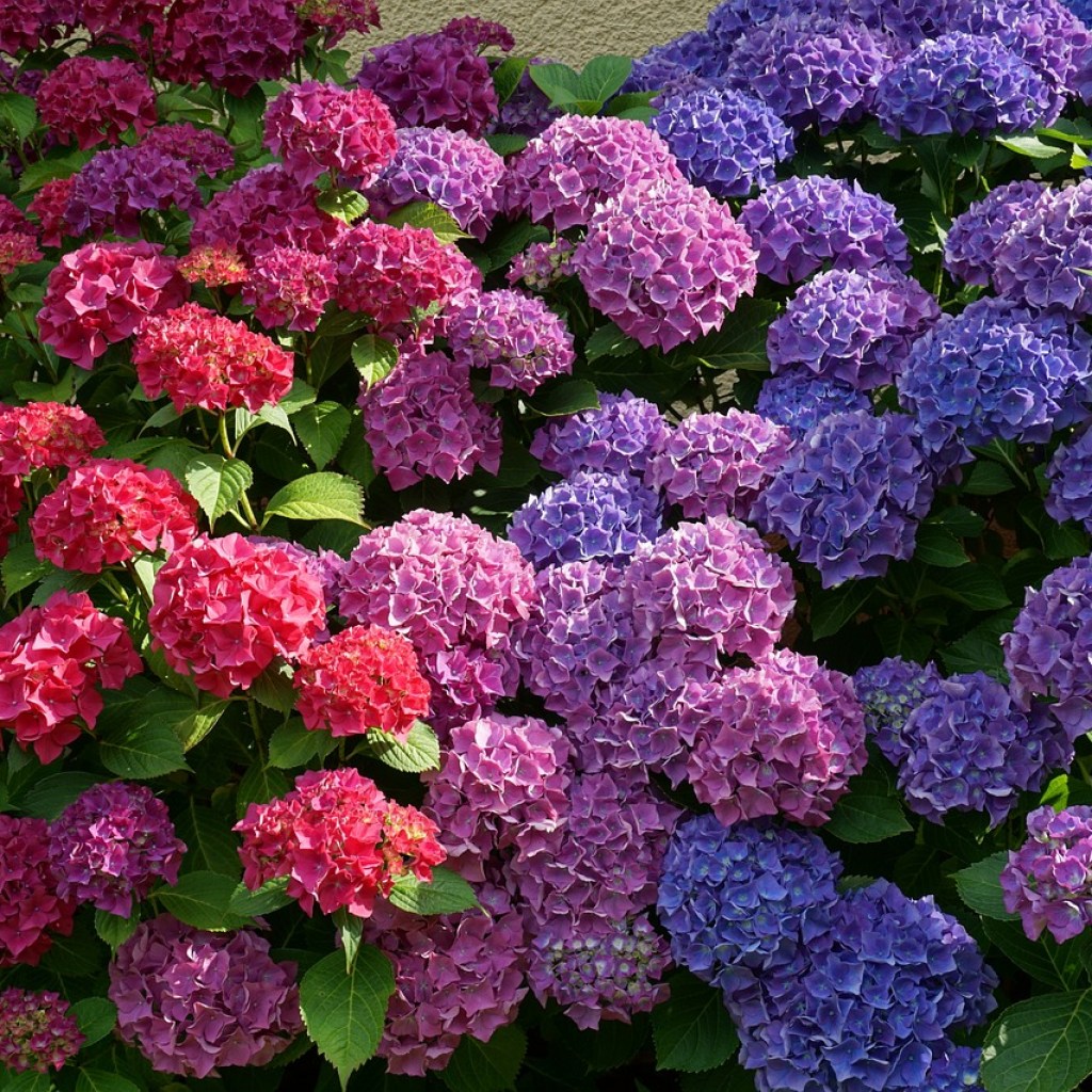 Blue, pink, and purple hydrangea flowers