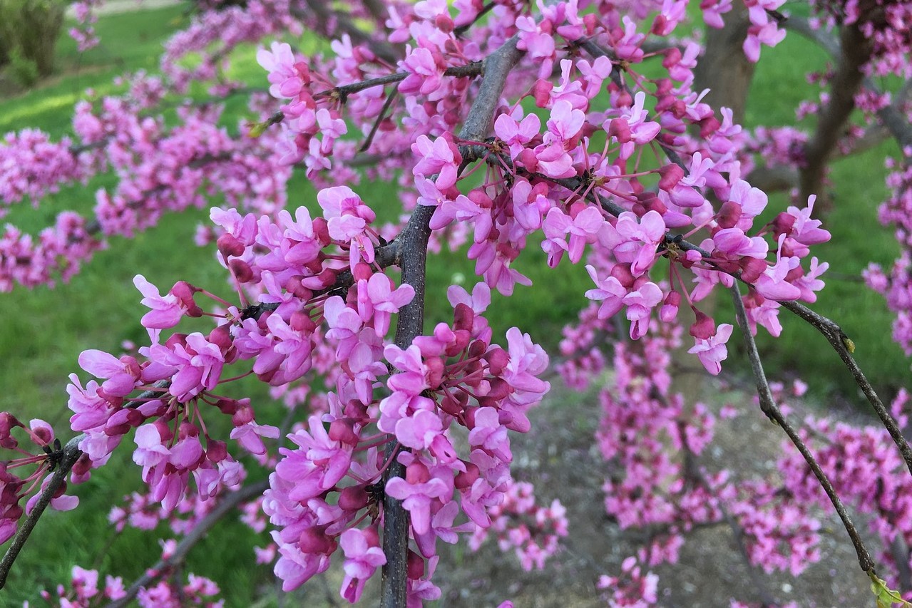 A forest pansy redbud tree with purple flowers