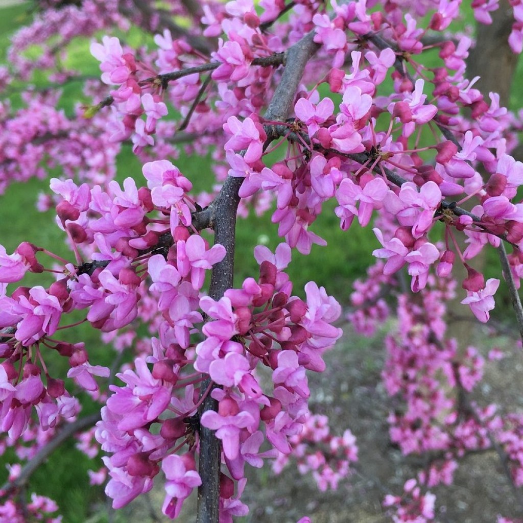 A forest pansy redbud tree with purple flowers
