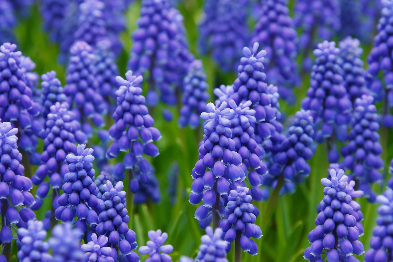 A field of grape hyacinth