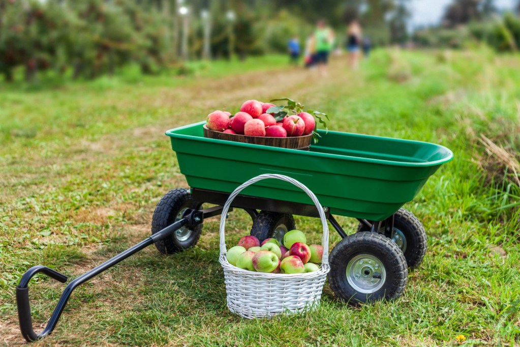 Green garden cart with basket on the side full of fruit