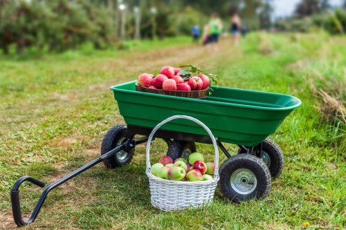 Green garden cart with basket on the side full of fruit
