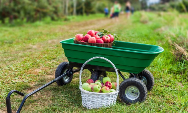 Green garden cart with basket on the side full of fruit