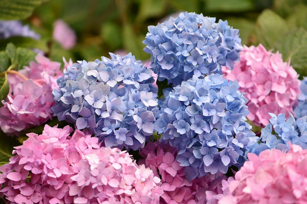 Blue and pink hydrangeas