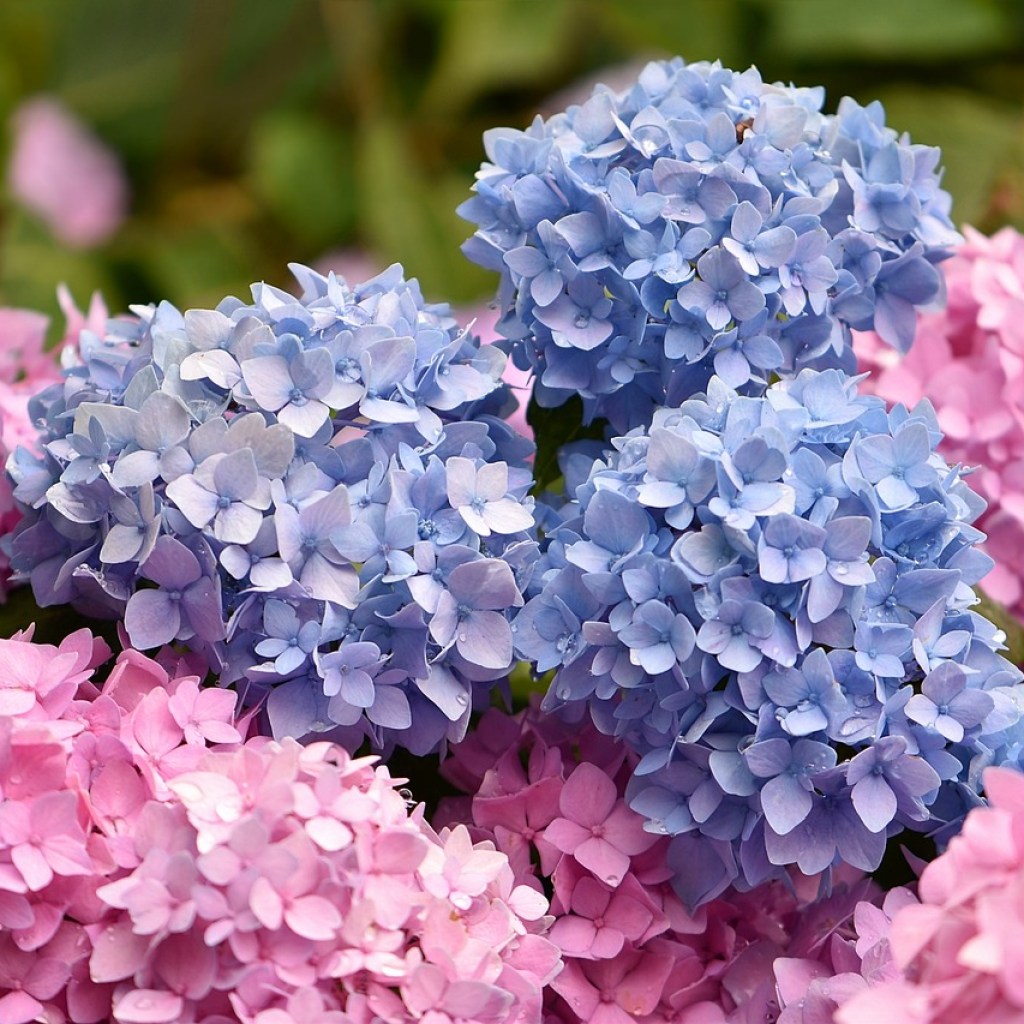 Blue and pink hydrangeas