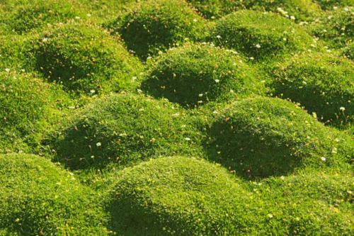 A lawn of Irish moss mounds