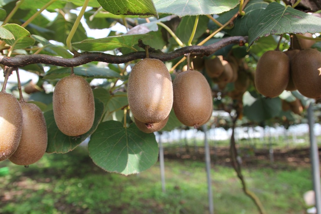 Brown fuzzy kiwi fruits on a tree