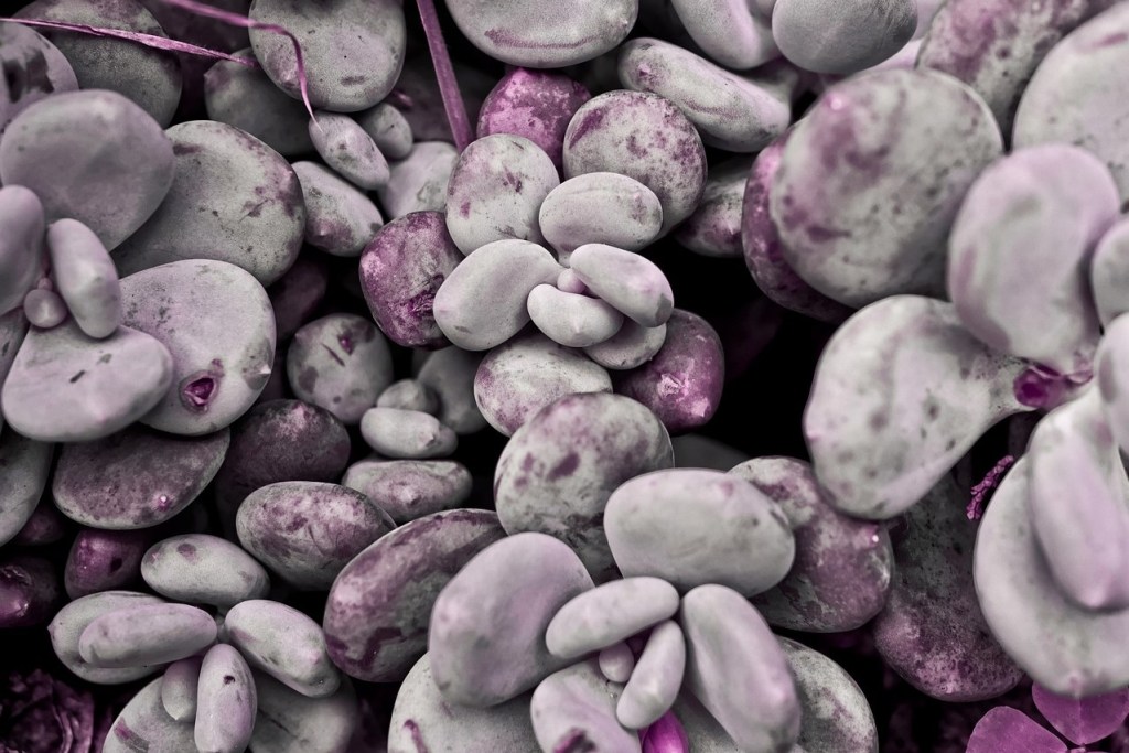 A cluster of lavender pebble succulents