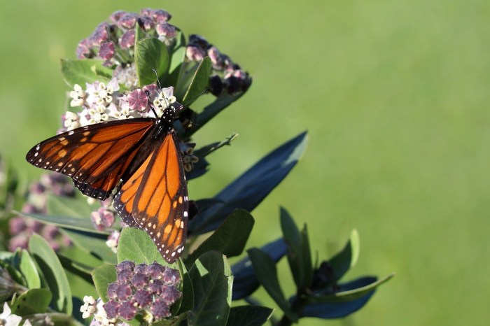 A monarch butterfly on a milkweed flower