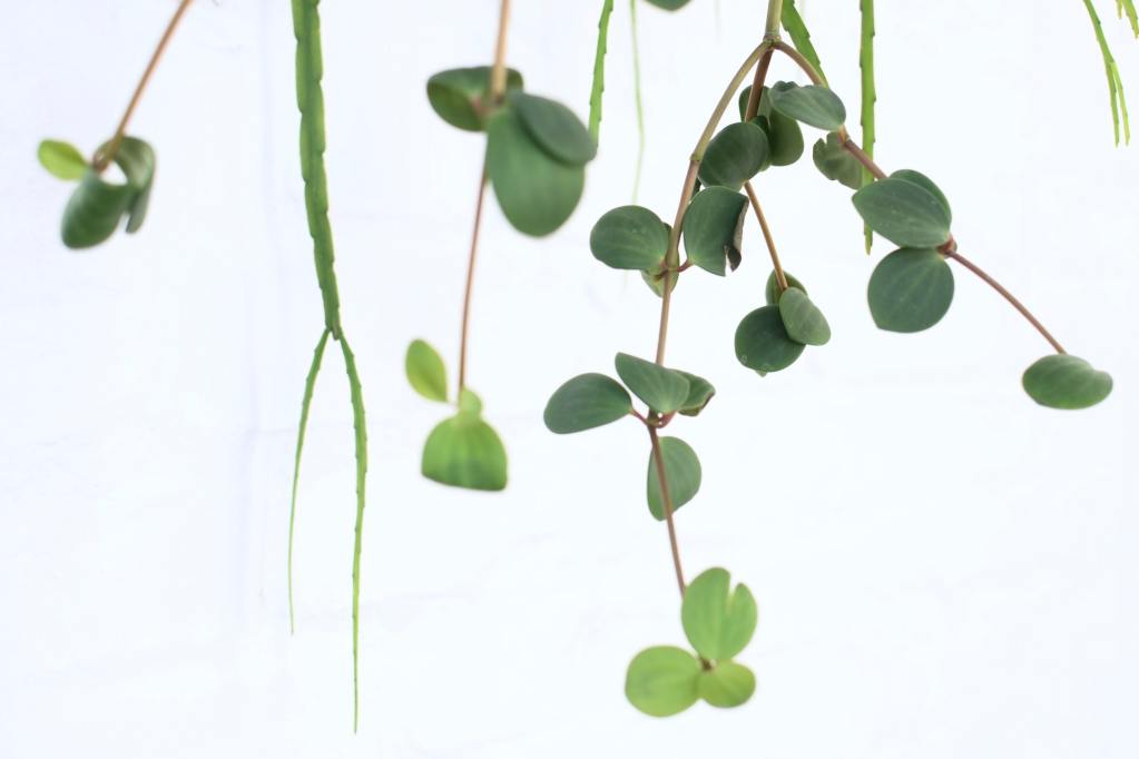 Peperomia hope