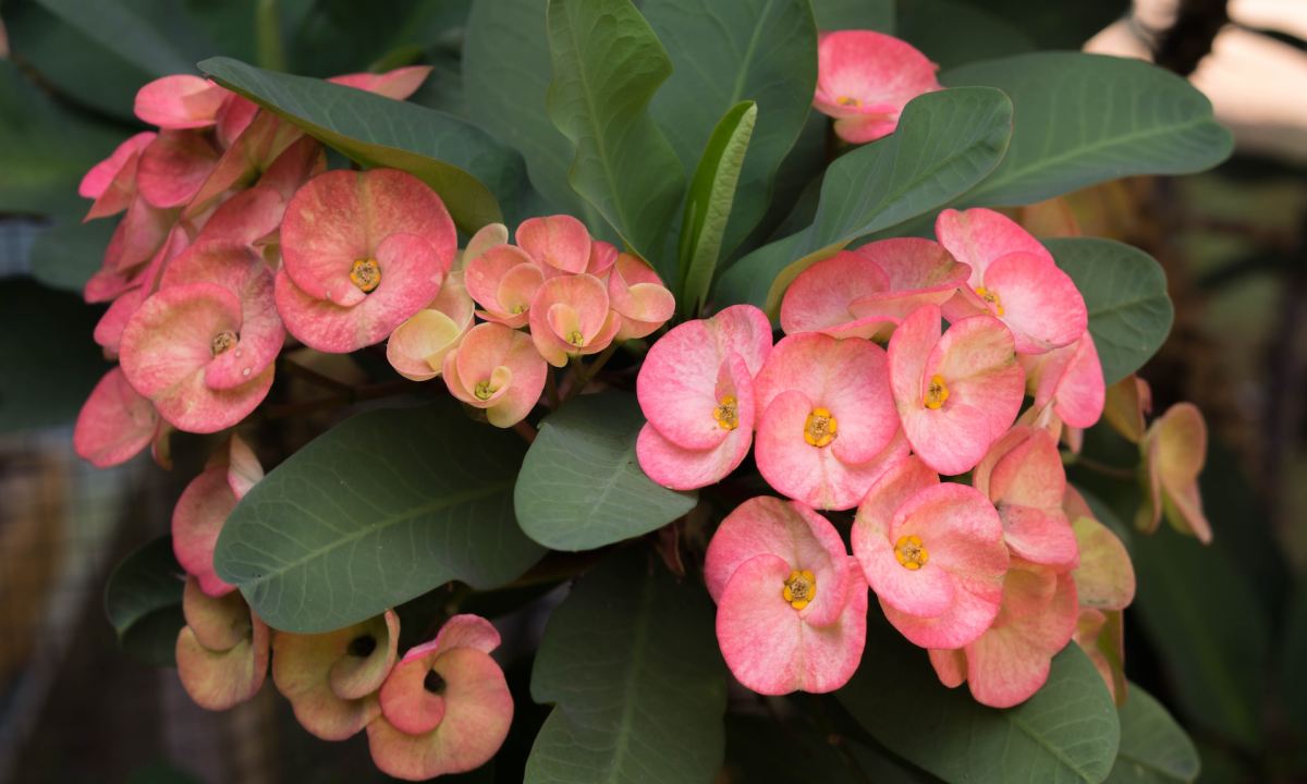 Pink Euphorbia milii