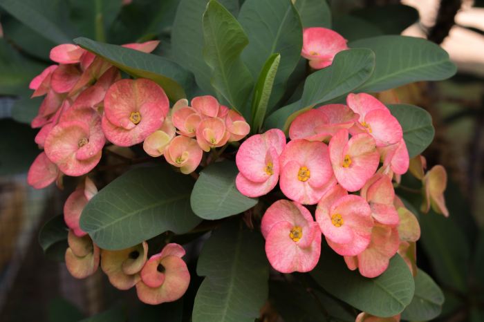Pink Euphorbia milii