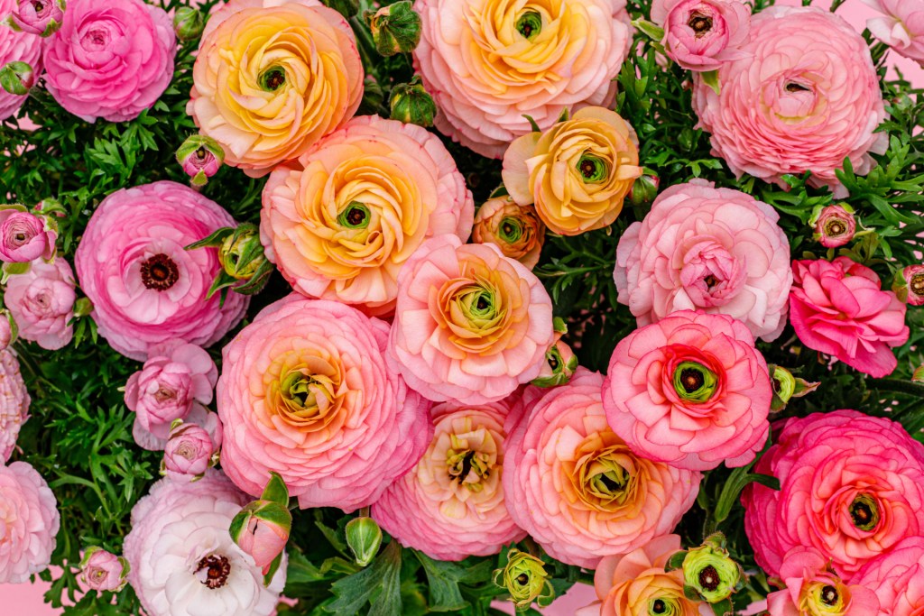 Growing and Caring for Ranunculus Flowers in Your Garden | HappySprout