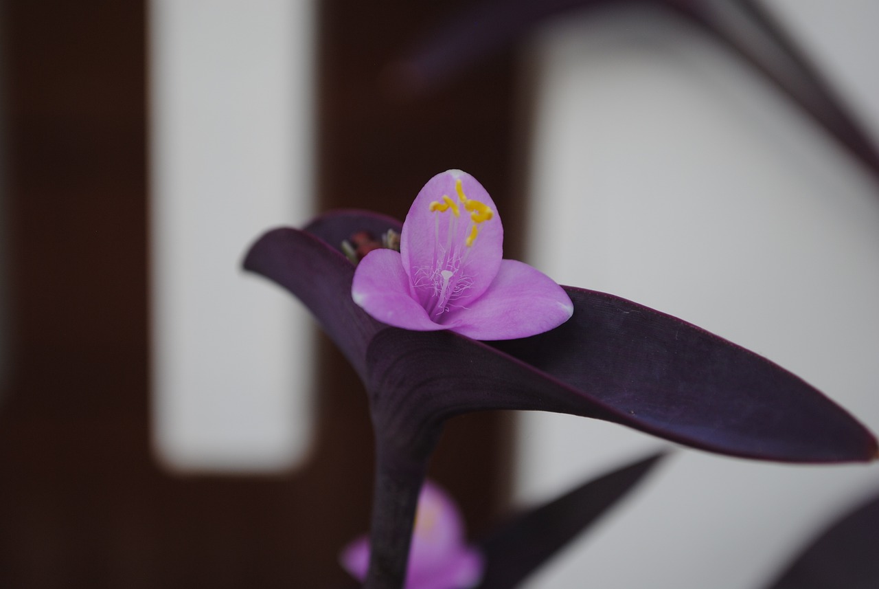 A close-up of a purple heart plant's flower