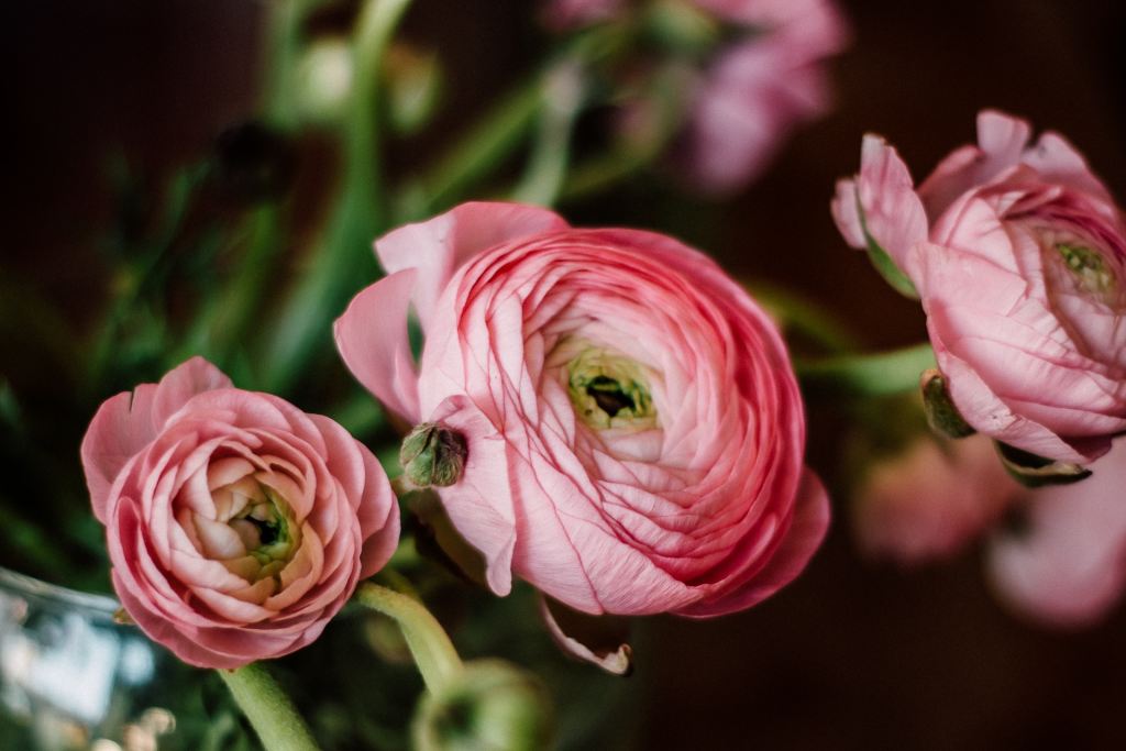 Fresh Cut Ranunculus Growing and Caring for Ranunculus Flowers in Your Garden | HappySprout