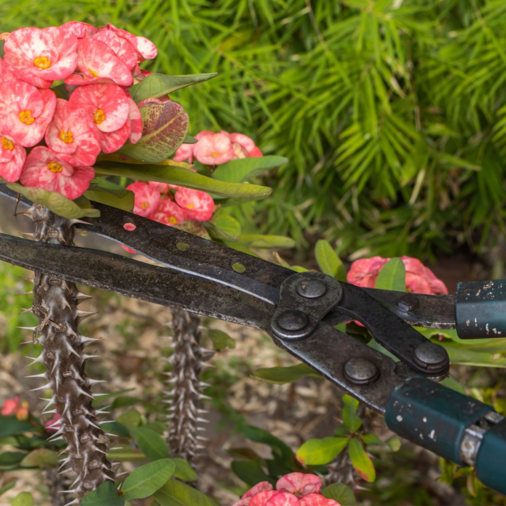 Shears angled at tip of crown of thorns