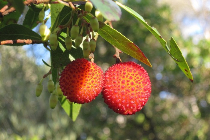 Two strawberry tree fruits on a branch