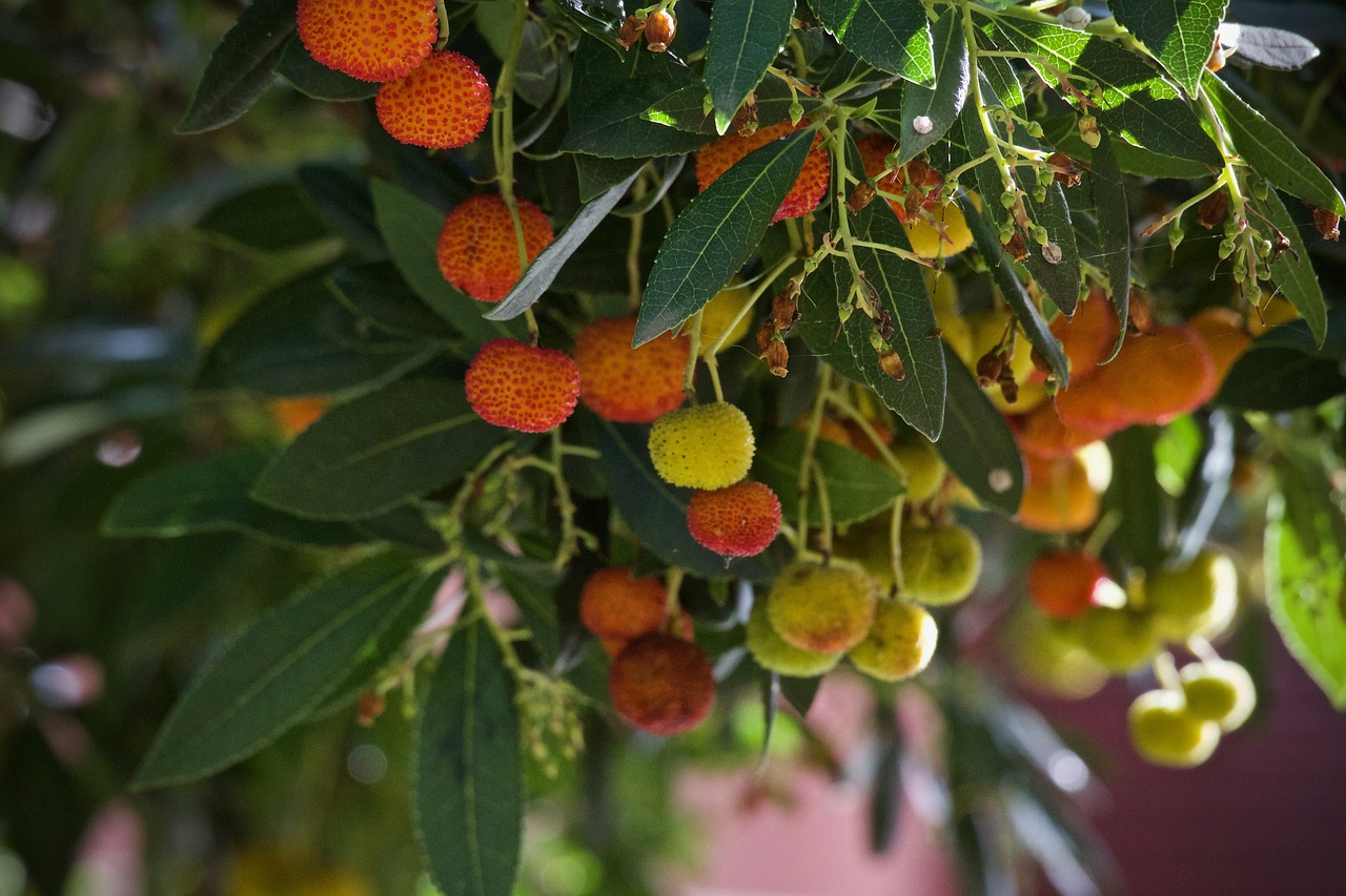 Strawberry tree with orange and yellow fruit