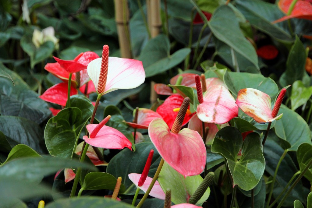 Clusters of red anthuriums