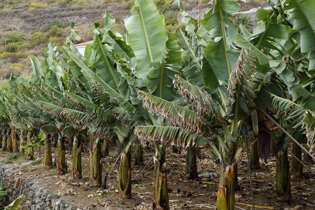 Rows of young banana trees