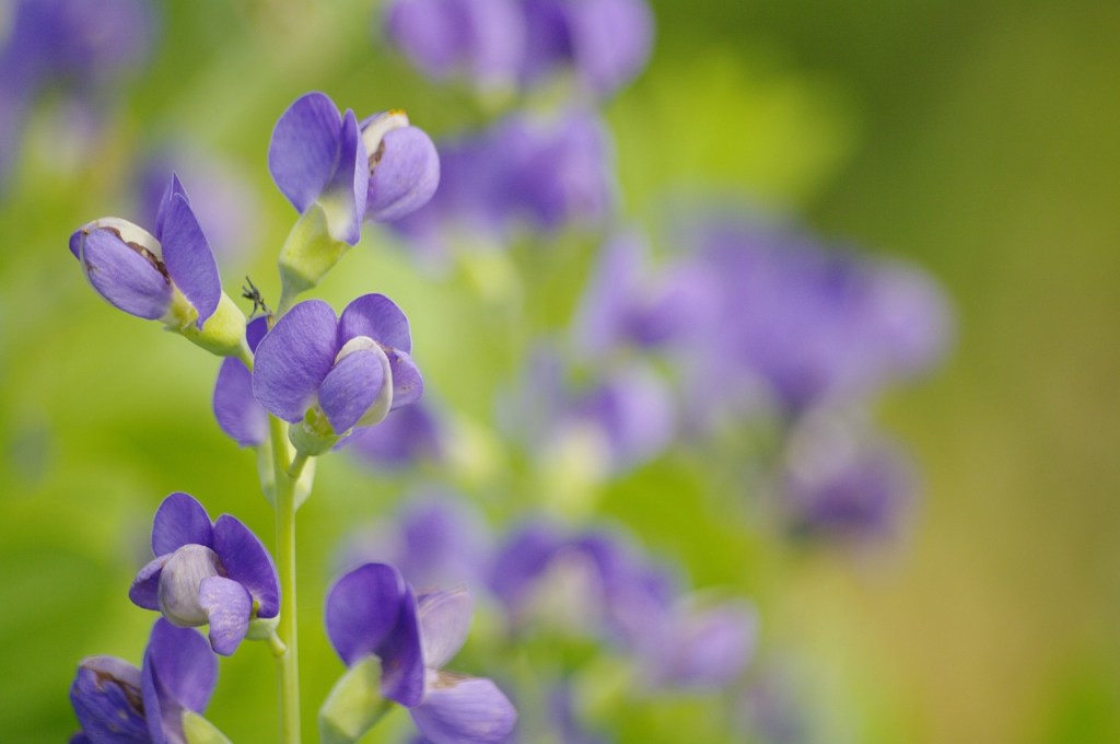 Blue baptisia flower