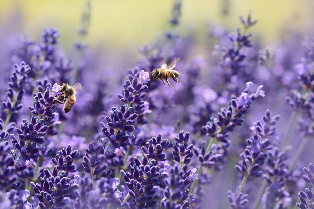 Bees pollinating lavender flowers