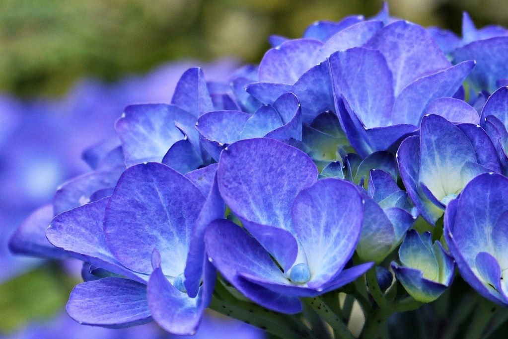 Blue hydrangeas close-up