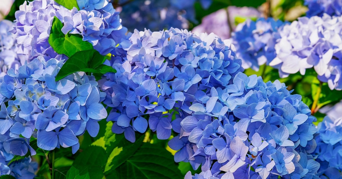 How To Get Blue Hydrangeas Using Acidic Soil HappySprout