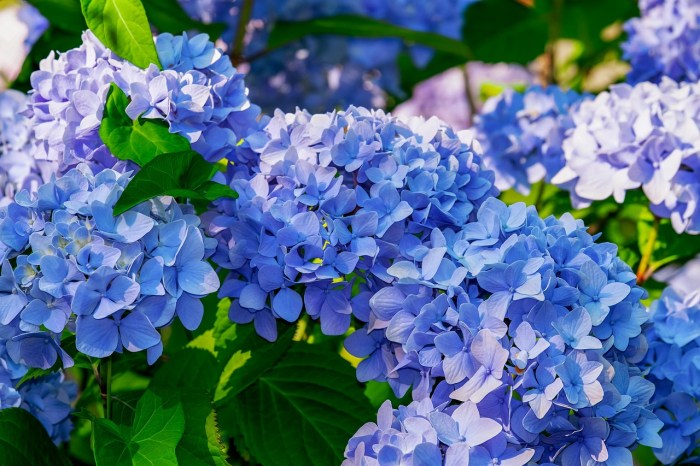 Hydrangeas with blue flowers