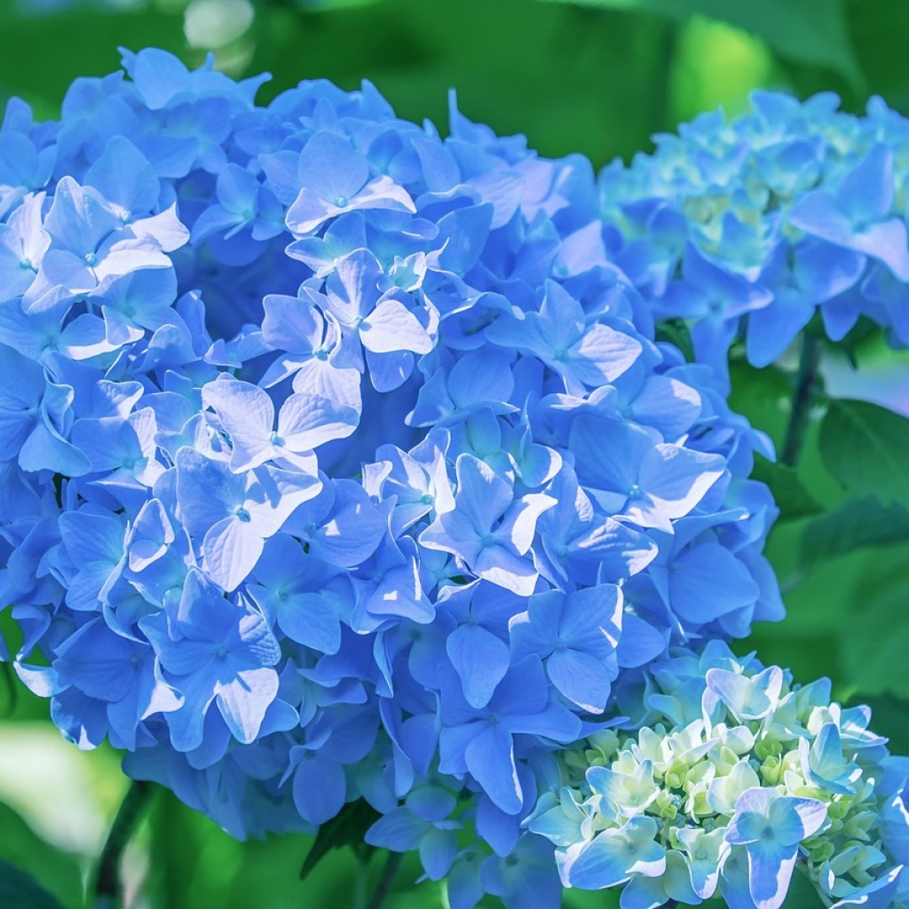 Bright blue hydrangea flowers