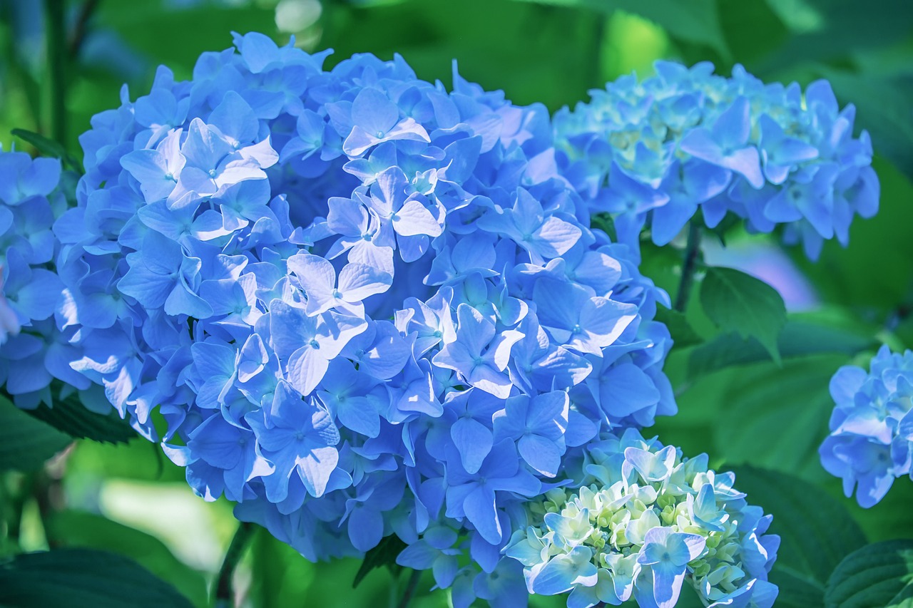Bright blue hydrangea flowers
