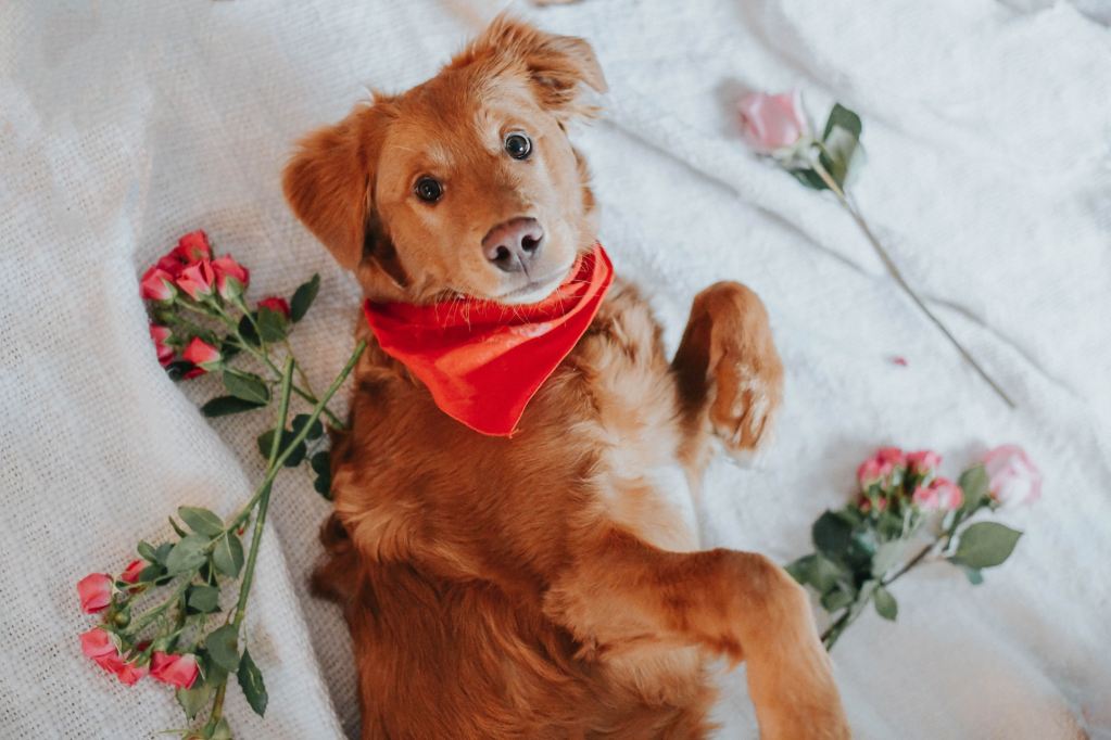 Brown dog on a bed of roses