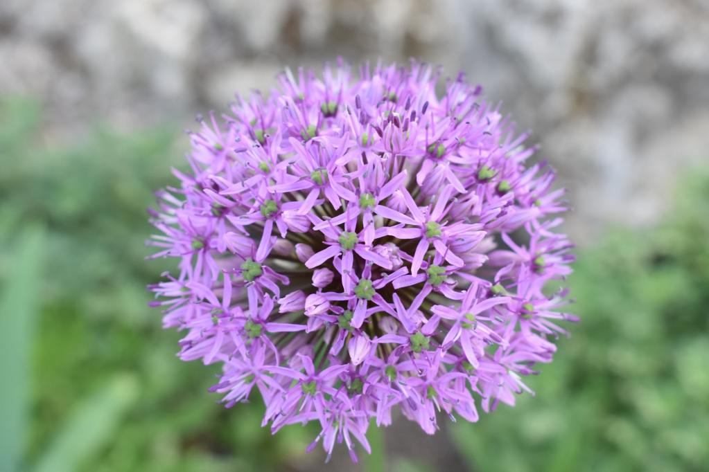 Purple allium flowerhead