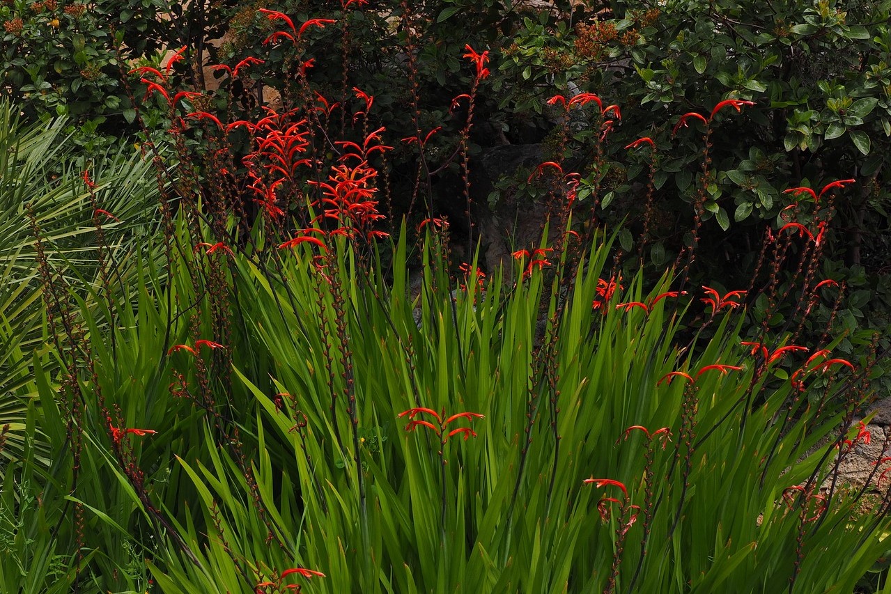Crocosmia plants with red flowers
