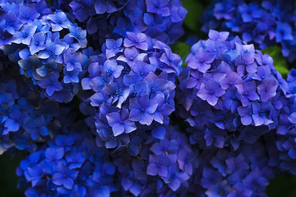Dark blue hydrangea flowers