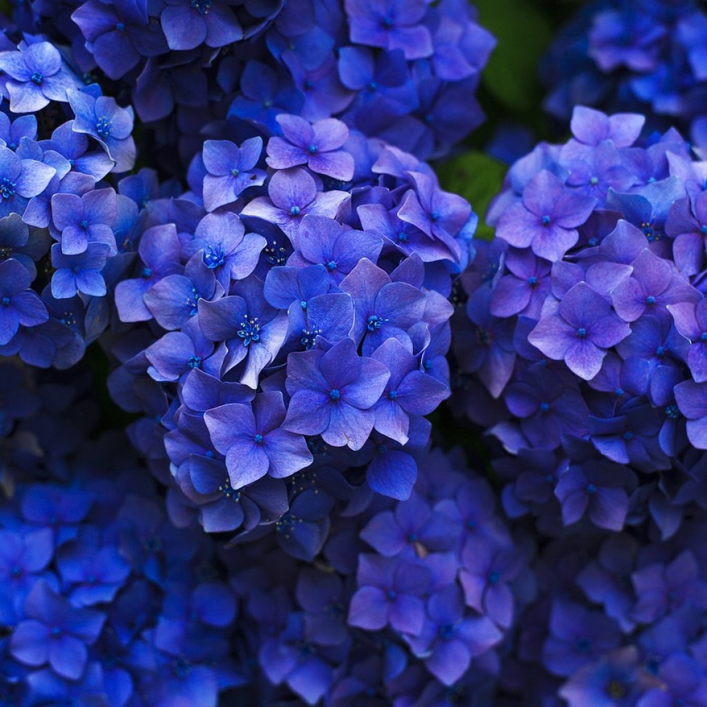 Dark blue hydrangea flowers