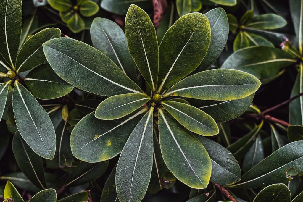 A pittosporum shrub with dark green leaves