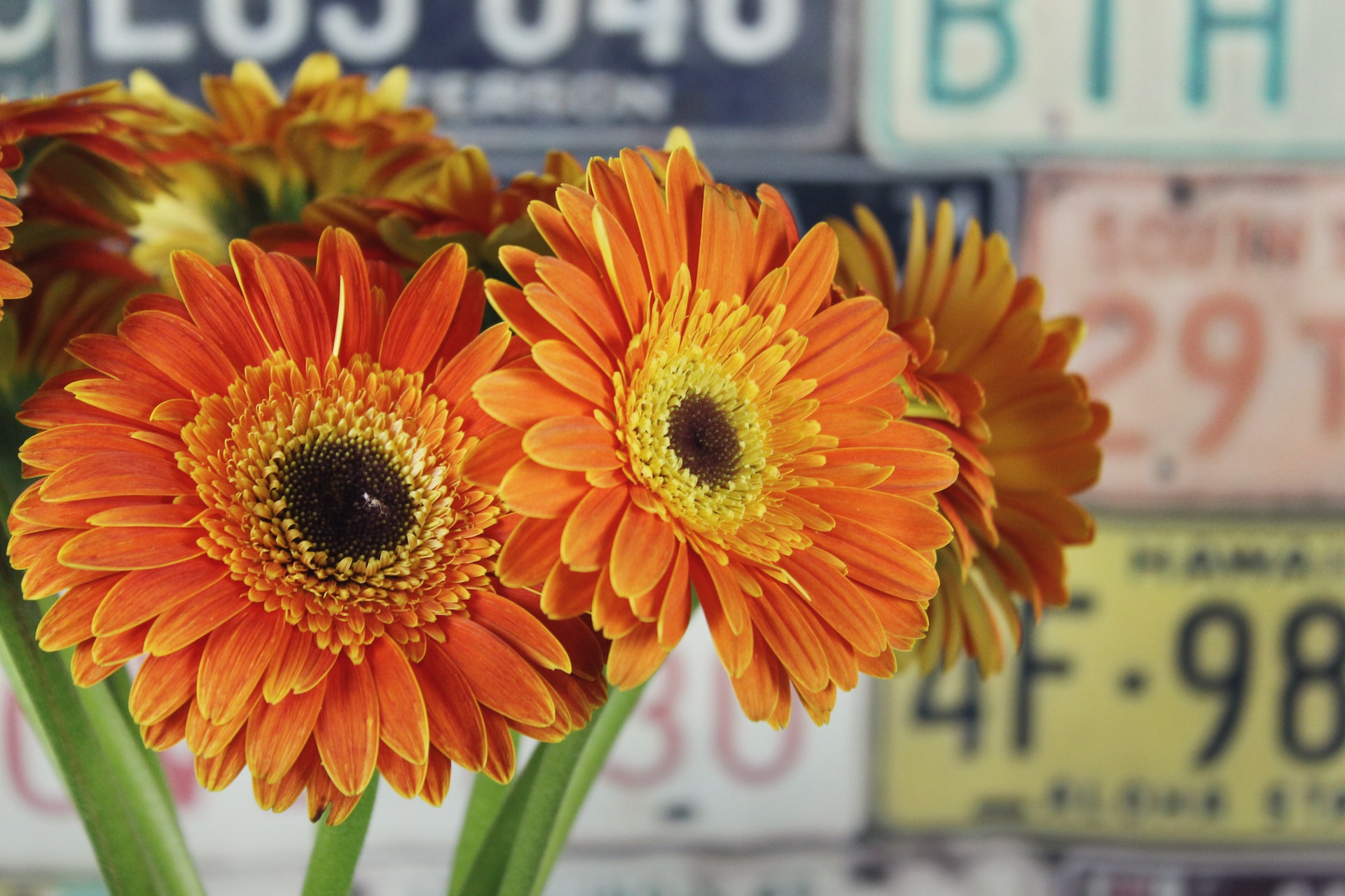 Orange gerbera daisies