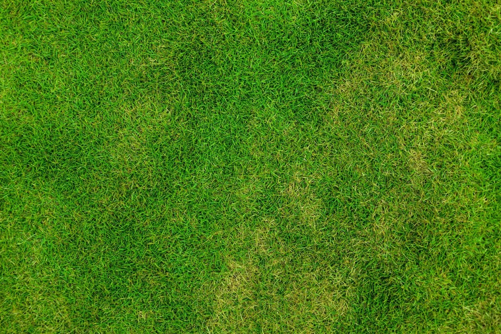 Grass lawn seen from above