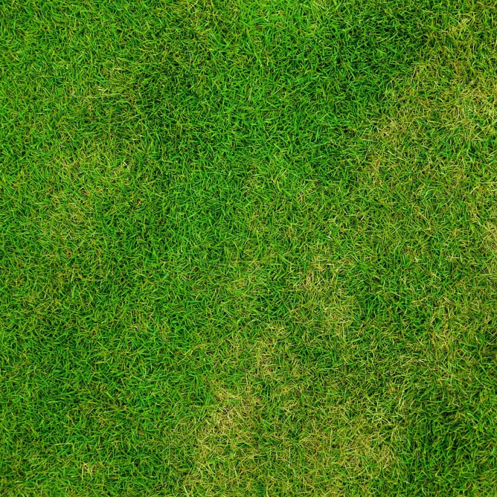 Grass lawn seen from above
