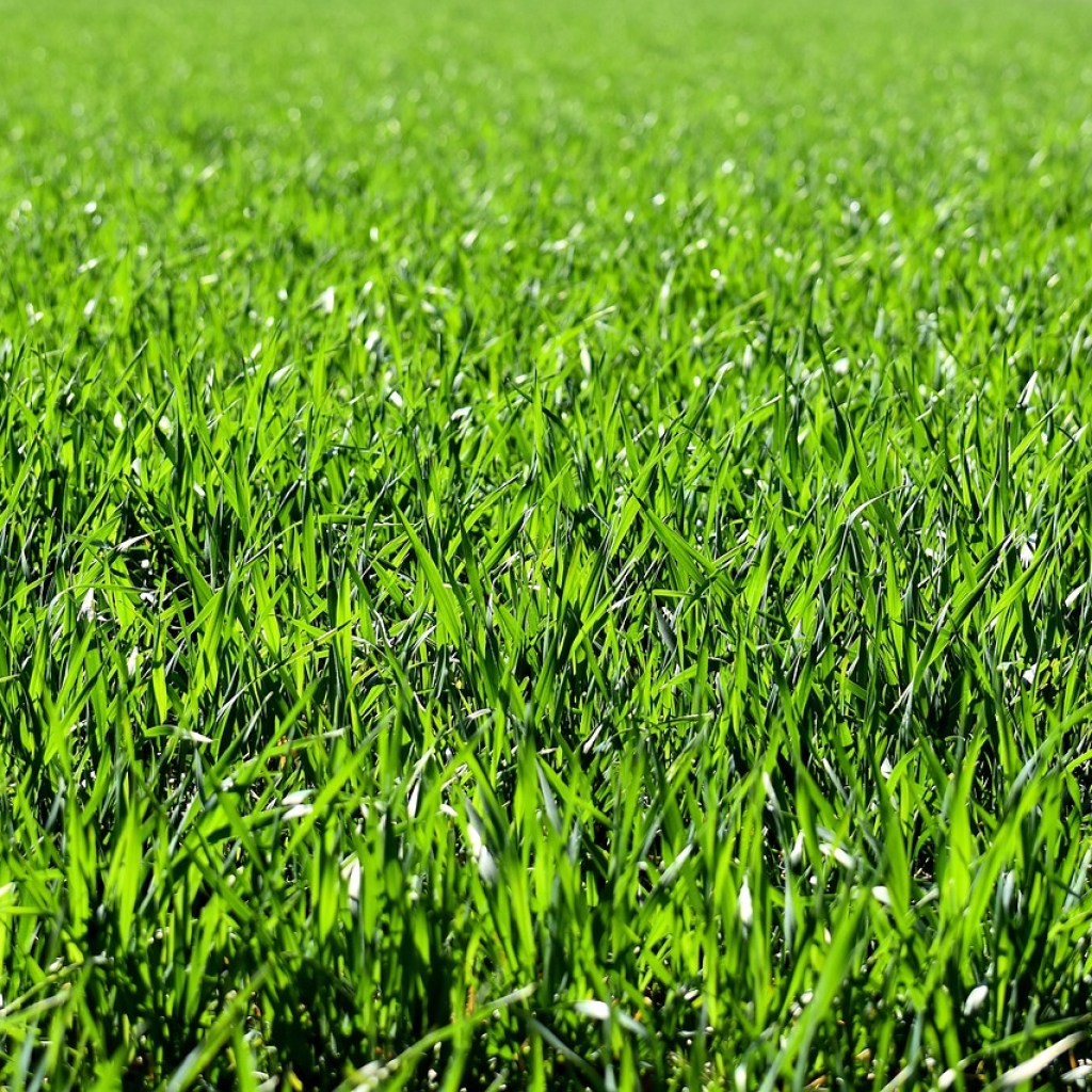 Green grass lawn