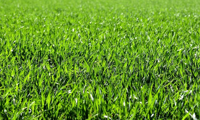 Green grass lawn
