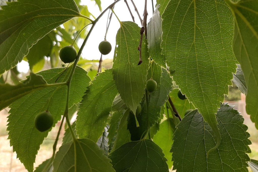 Green, unripe hackberries