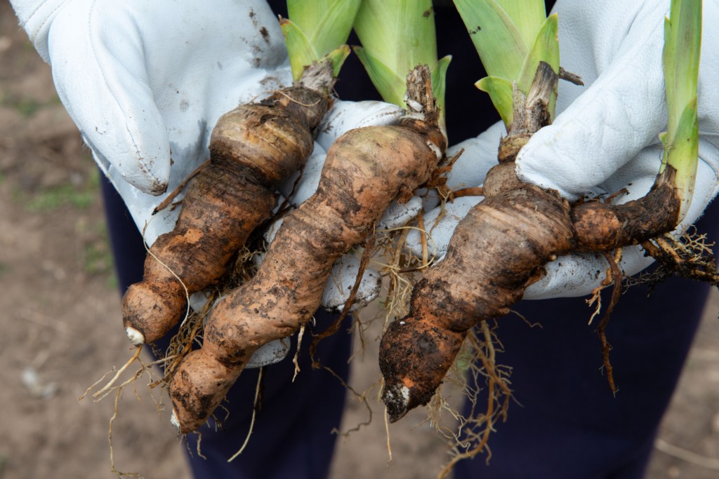Hand holding iris rhizomes