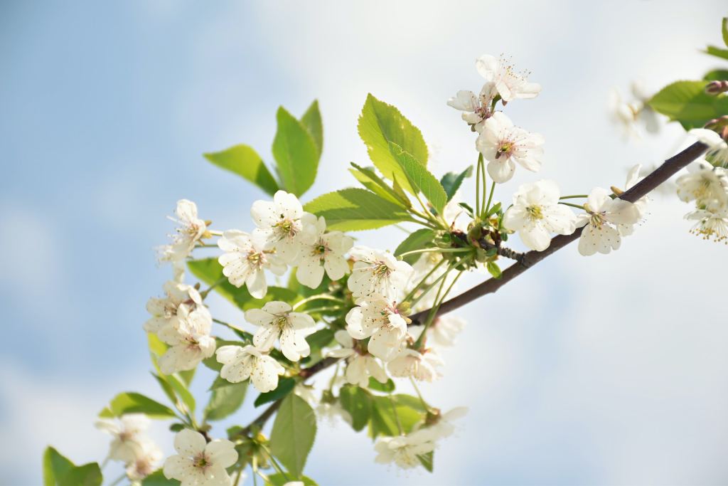 Branch of white jasmine blooms against blue sky