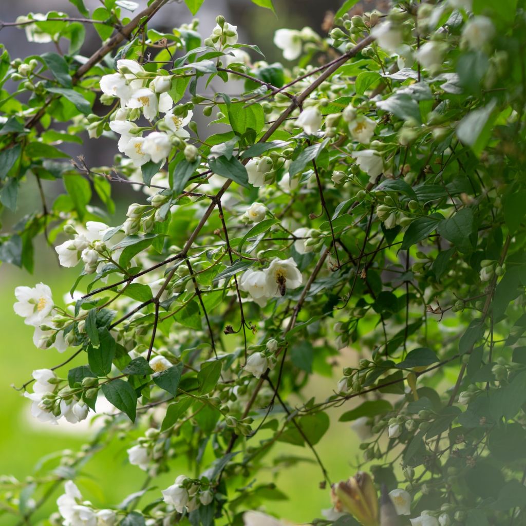 Jasmine flowers