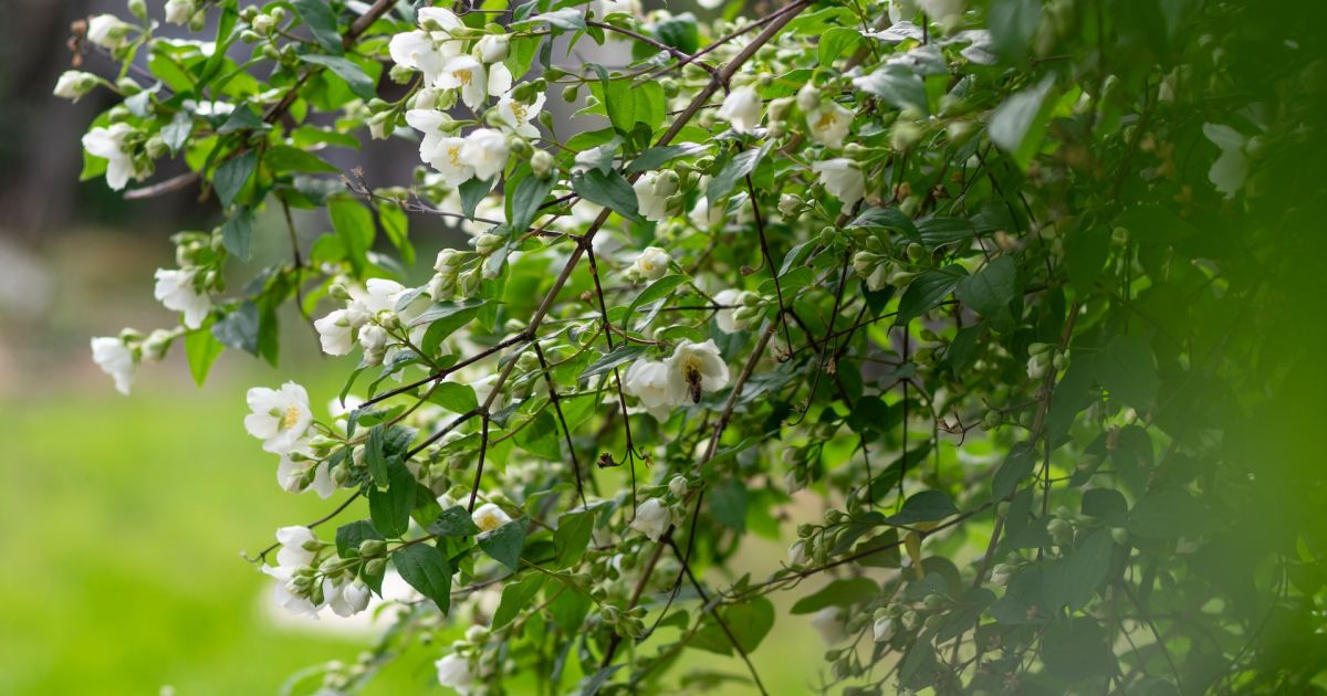 How to Care for Jasmine Plants HappySprout