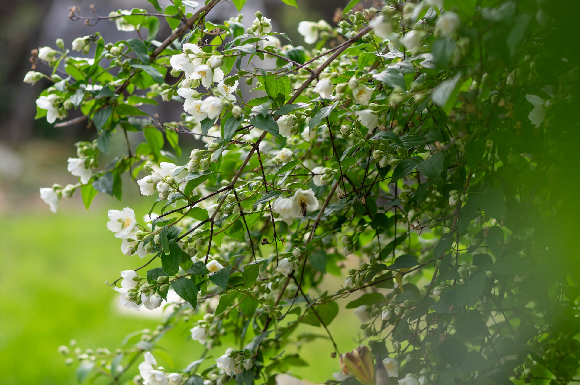 Jasmine flowers
