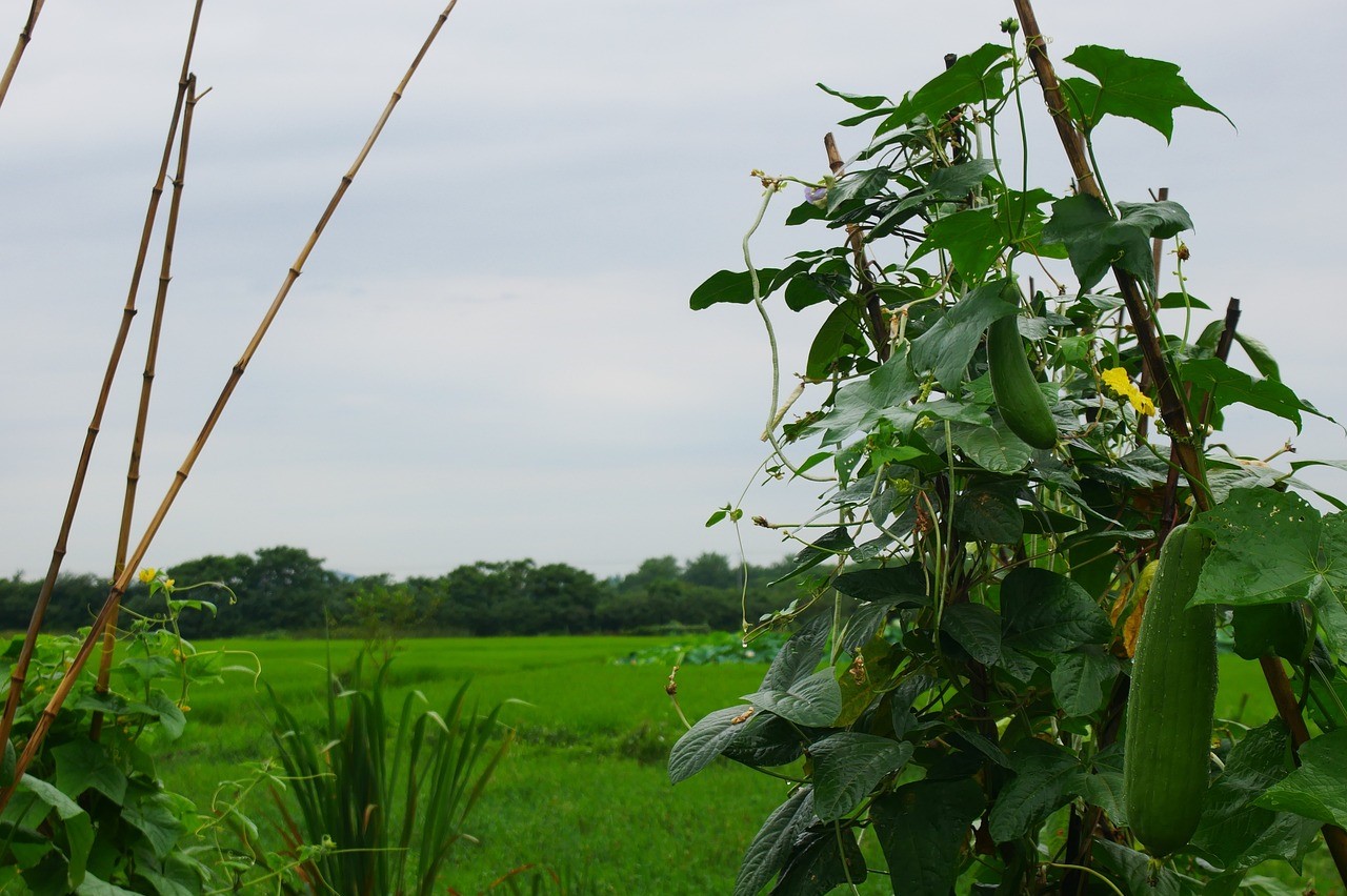 A loofah plant growing over a trellis