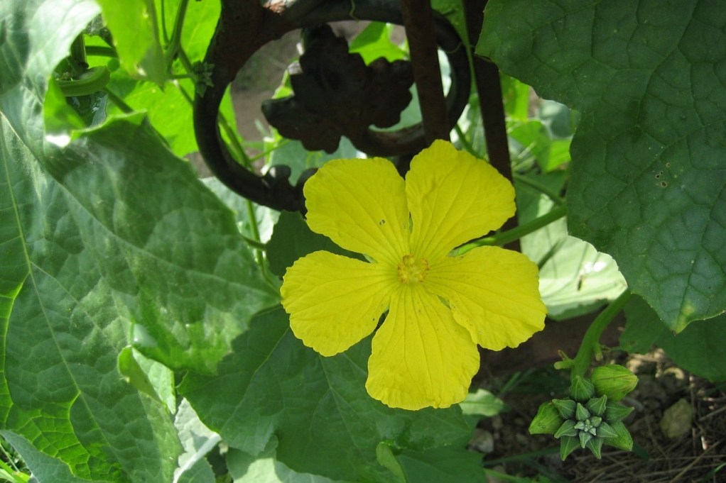 A flowering loofah plant